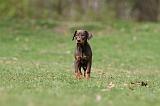 DOBERMANN 298